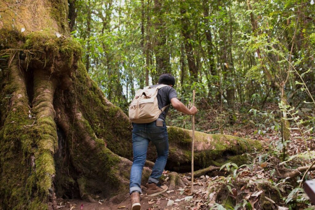 A hiker ascends a wooded trail, using a stick for support, beside a giant moss-covered tree in a lush forest.