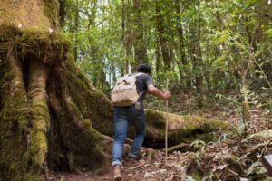 A hiker ascends a wooded trail, using a stick for support, beside a giant moss-covered tree in a lush forest.