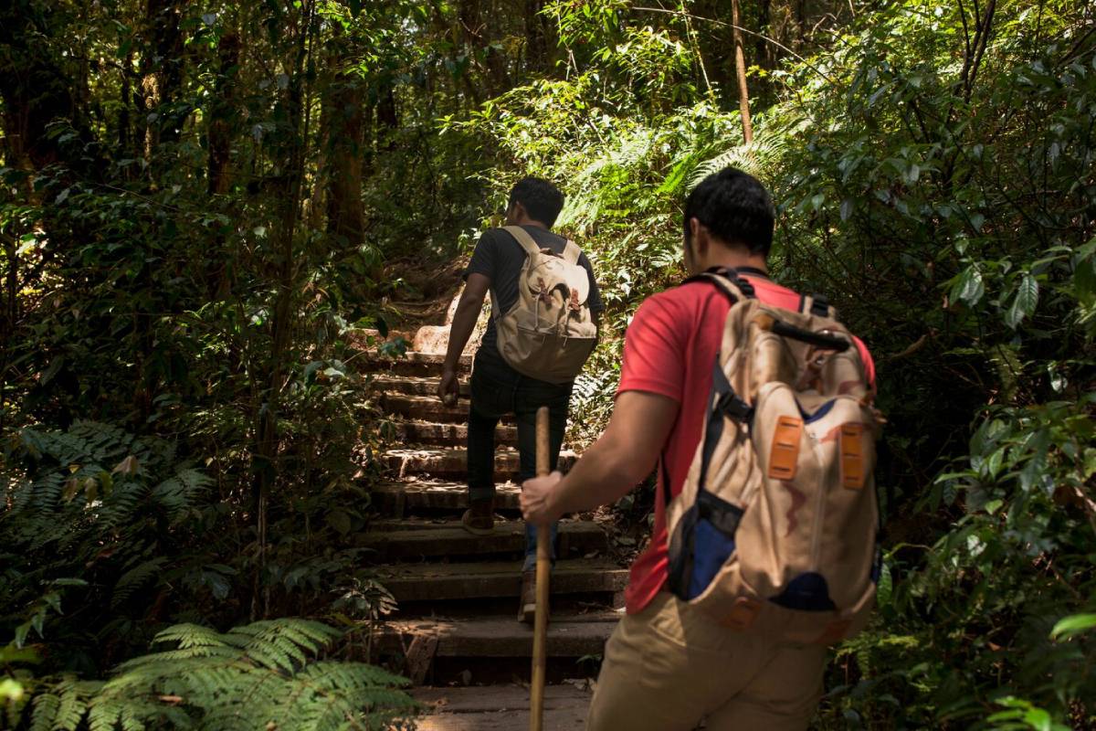  Two hikers ascend a wooden staircase in a lush, green forest, navigating through dense foliage and sunlight filtering through the trees.