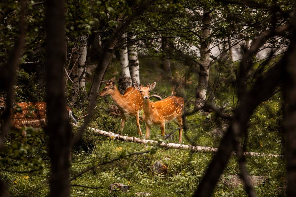Two spotted deer stand among lush greenery in a forest, framed by trees and soft light, showcasing a serene natural setting. 