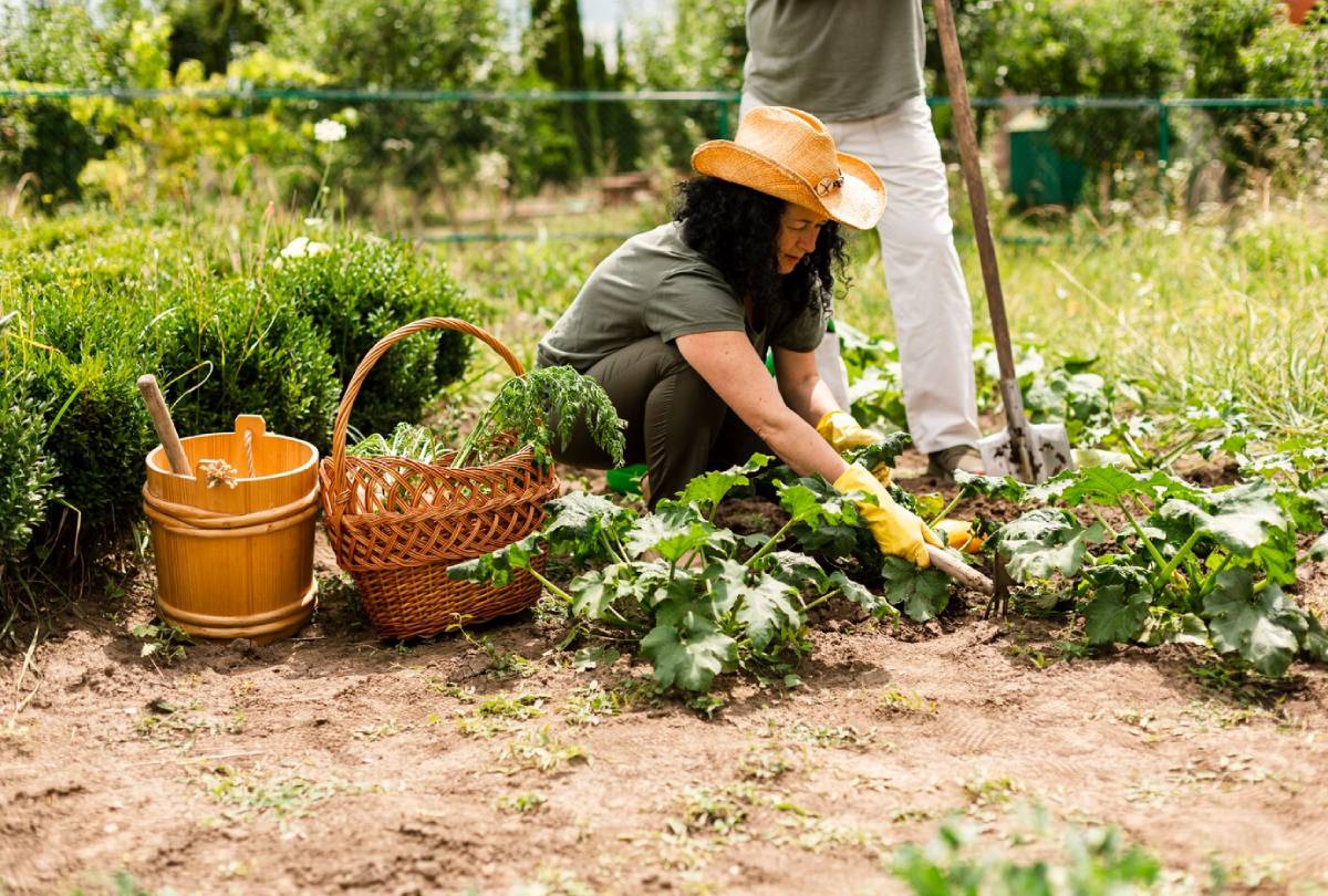  Two people are gardening, one kneeling among green plants while using a hand tool, with baskets nearby for harvesting.