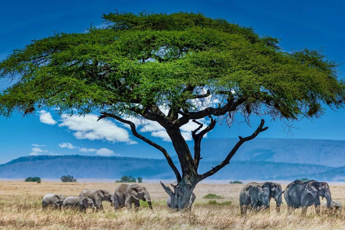  A group of elephants grazes under a large tree against a backdrop of blue skies and distant mountains.